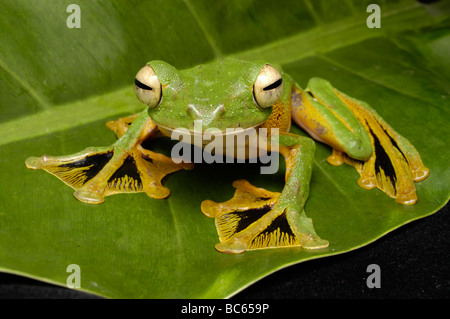 Wallace's Flying Frog, Rhacophorus nigropalmatus, clmibing su un ramo con piedini a gambo Foto Stock