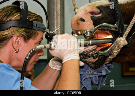 Veterinario flottante (smerigliatura) un cavallo i denti piatta. Per gestire in modo efficace il cibo masticare un cavallo i denti devono essere piatte. Foto Stock