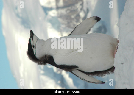 Un bambino di pinguini dal sottogola, Pygoscelis Antartide, in piedi nella neve con le sue piume essendo moulted per la sua plummage adulti Foto Stock