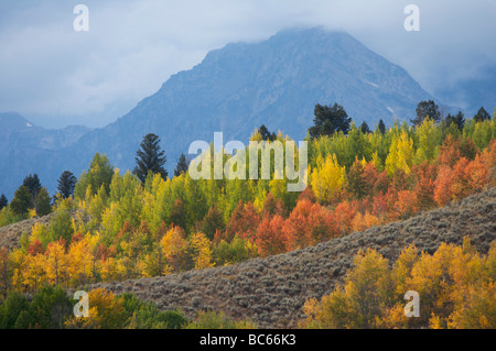 Mountain avvolta da nubi e caduta foglie colorate Grand Tetons National Park Foto Stock