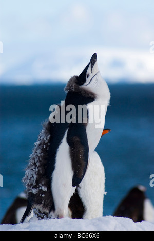 Un bambino di pinguini dal sottogola, Pygoscelis Antartide, in piedi nella neve con le sue piume essendo moulted per la sua plummage adulti Foto Stock