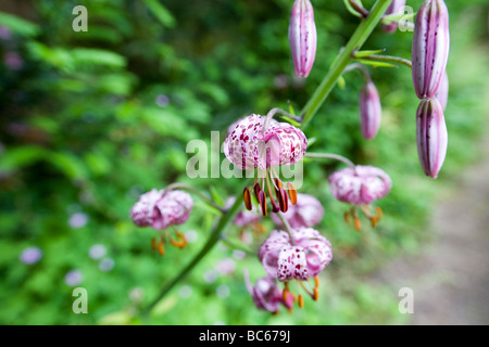 Unico stelo di un viola Lilium martagon contro una messa a fuoco morbida dello sfondo frondosi Foto Stock