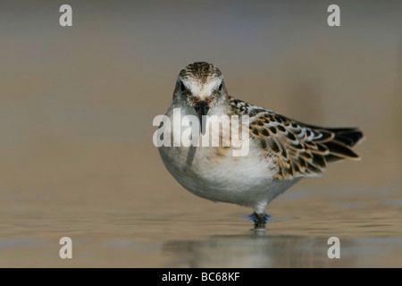 Little stint, Calidris minuta Foto Stock