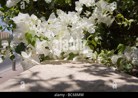 IMG 9475,bianco bouganvillea Foto Stock