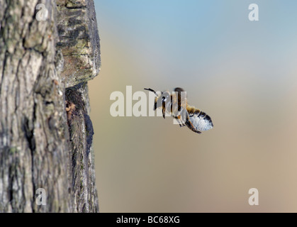 Megachile centuncularis leaf Cutter Bee con scopae piena di polline in volo Foto Stock