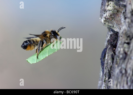 Megachile centuncularis leaf Cutter Bee con foglie in volo Foto Stock