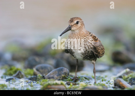 Dunlin, Calidris alpina, Norfolk, Regno Unito. Foto Stock