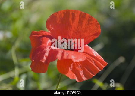 Un singolo papavero rosso selvatico in primo piano in una giornata di sole Foto Stock