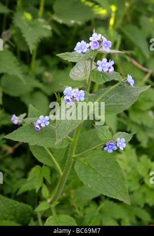 Verde, Alkanet Pentaglottis sempervirens, Boraginaceae Foto Stock
