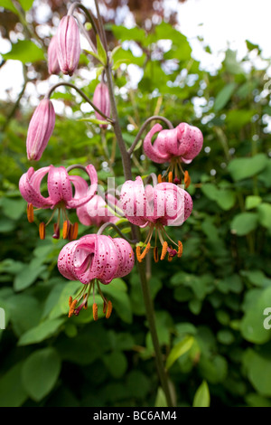 Unico stelo di un viola Lilium martagon contro una messa a fuoco morbida dello sfondo frondosi Foto Stock