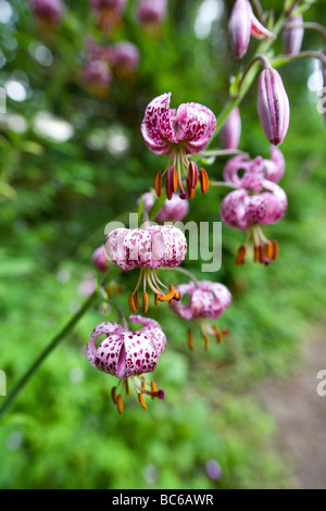 Unico stelo di un viola Lilium martagon contro una messa a fuoco morbida dello sfondo frondosi Foto Stock