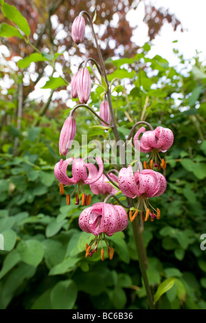 Unico stelo di un viola Lilium martagon contro una messa a fuoco morbida dello sfondo frondosi Foto Stock