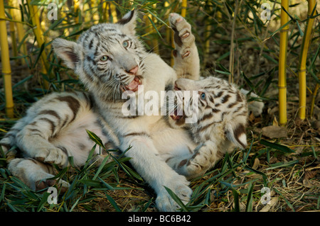 Il Bengala cuccioli di tigre in appoggio in erba Nashville Zoo a Grassmere Nashville Tennessee Foto Stock