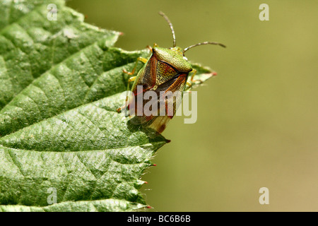 La Betulla Shieldbug Elasmostethus interstinctus Family Acanthosomatidae appena emerse adulto che mostra il diritto electrya leggermente socchiusa Foto Stock