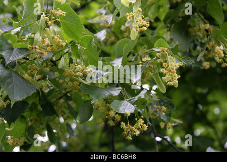 Comune di Tiglio fiori, Tilia vulgaris, delle Tiliaceae Foto Stock