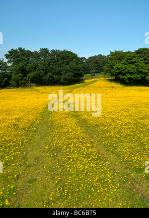 Un campo di golden renoncules e alberi. Foto Stock