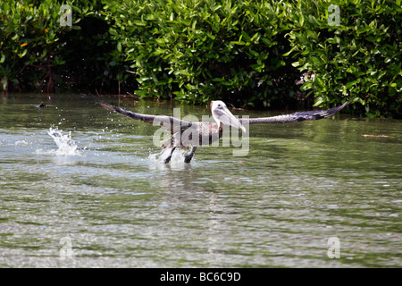 Brown Pelican decollare da acqua Foto Stock