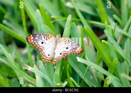 White farfalla pavone in Everglades della Florida Foto Stock