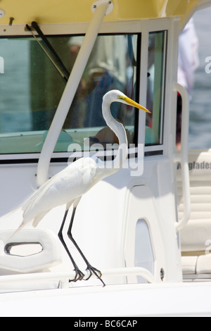 Airone bianco maggiore in piedi su una barca da pesca s bow Foto Stock