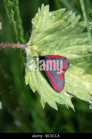 Il cinabro Moth, Tyria jacobaeae, Arctiidae. Un giorno Flying Moth. Foto Stock