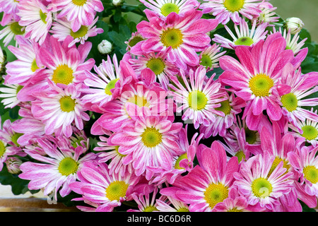 Close-up di rosa fiori di crisantemo Foto Stock