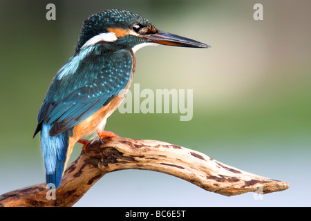 Common Kingfisher [Alcedo atthis] Foto Stock