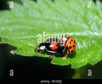 Un molto variata coppia di harlequin ladybird (Harmonia axyridis) coniugata. Foto Stock