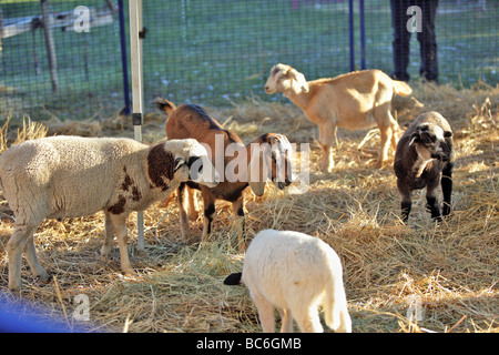 Giovani capre in un involucro a childrens petting zoon Foto Stock