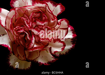 Red & White Carnation dettaglio Foto Stock