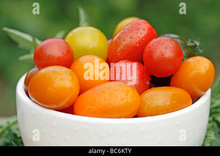 Variato di pomodori ciliegini, anche peardrops. Foto Stock