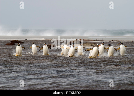 Gentoo Penguin Pygoscelis papua, uscente del mare come un gruppo - sicurezza in numeri Foto Stock