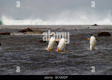 Gentoo Penguin Pygoscelis papua, uscente del mare come un gruppo - sicurezza in numeri Foto Stock