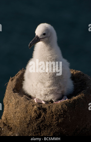 Nero-browed Albatross, Thalassarche melanophrys, noto anche come il nero-browed Mollymawk. Pulcino su un nido Foto Stock