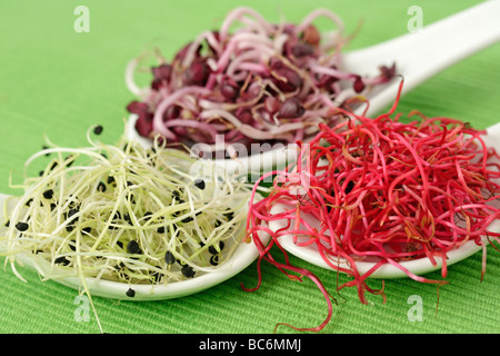 La barbabietola rossa cipolla e germogli di rafano Foto Stock