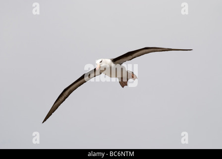 Nero-browed Albatross, Thalassarche melanophrys, noto anche come Black-browed Mollymawk, in volo Foto Stock