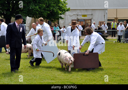 I suini durante il giudicare in tre contee Show, Great Malvern, Regno Unito Foto Stock