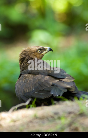 Milvus migrans nibbio bruno Milano noir nibbio schwarrer milano uccelli uccelli rapaci. primo piano Foto Stock