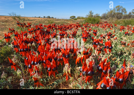 Deserto Sturts pisello, Swainsonia formosa rosso di fiori selvatici, Australia. Foto Stock