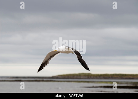 Kelp Gabbiano, Larus dominicanus, volando sopra una baia Foto Stock