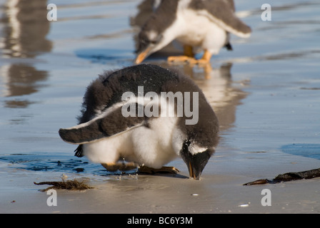Tre pinguino Gentoo pulcini, Pygoscelis papua, su di una spiaggia di sabbia. Foto Stock
