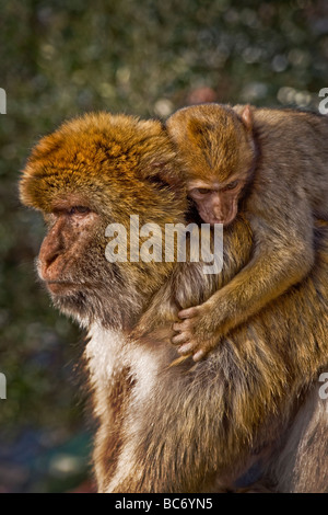 Un giovane Barbary Macaque Macaca sylvanus abbracci la sua madre al Queens Gate Ape Den sulla roccia superiore della Rocca di Gibilterra Foto Stock