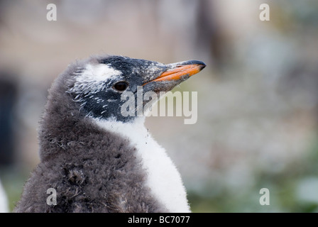 Gentoo Penguin Pygoscelis papua, chick che comincia a perdere la sua peluria piume sulla sua faccia e di far crescere il suo plummage adulti Foto Stock