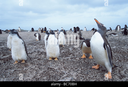 Un gruppo di pinguini Gentoo pulcini e adulti, Pygoscelis papua Foto Stock