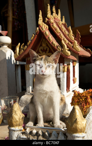 Un gatto si siede di fronte a uno spirito casa in Luang Prabang Laos Foto Stock