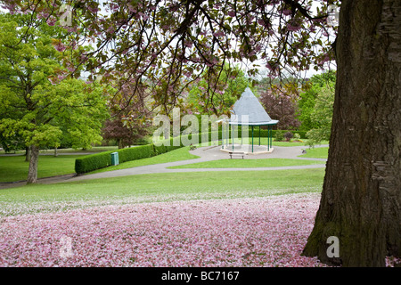 Fiore di Ciliegio alberi e palco per spettacoli. Vernon Park, Stockport, Greater Manchester, Regno Unito. Foto Stock