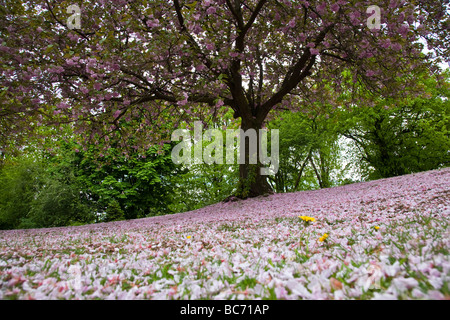 Fiore di Ciliegio albero. Vernon Park, Stockport, Greater Manchester, Regno Unito. Foto Stock