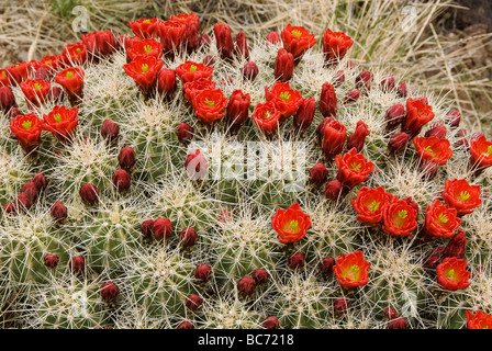 Claret Cup Cactus Echinocereus triglochidiatus Rio Grande County Colorado USA Foto Stock