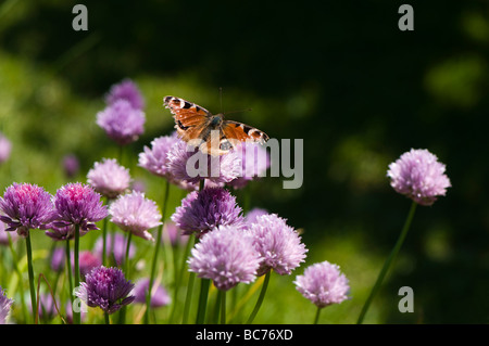 Femmina farfalla pavone sulla fioritura di erba cipollina Foto Stock