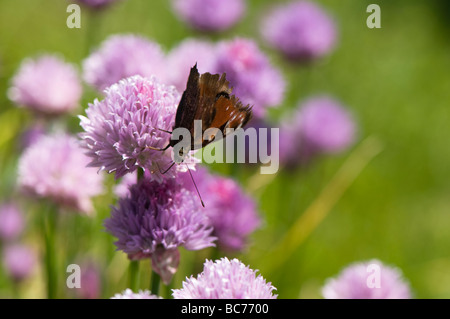 Femmina farfalla pavone sulla fioritura di erba cipollina Foto Stock