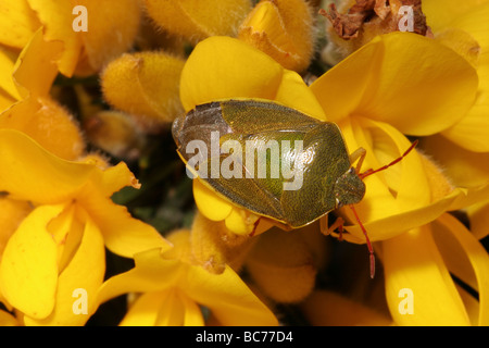 Gorse scudo bug Piezodorus lituratus Pentatomidae REGNO UNITO Foto Stock